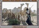 Shepherd, Sheepherder, Dromedary Camel, (Camelus dromedarius), Herder, AMLV01P01_19