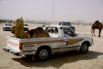 Camel Market, Al Khobar, Saudi Arabia, AMLV01P03_19