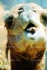 Dromedary Camel, (Camelus dromedarius), Camelini, AMLV01P04_04