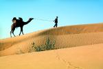 Sand Dunes, Desert, Dromedary Camel, (Camelus dromedarius), Camelini, Jaisalmir, Rajastan, AMLV01P05_17