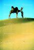 Sand Dunes, Desert, Dromedary Camel, (Camelus dromedarius), Camelini, Jaisalmir, Rajastan, AMLV01P05_18