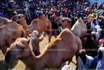 Dromedary Camel, (Camelus dromedarius), Camelini, Sheikh Hussein, Ethiopia, AMLV01P06_01
