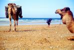 Dromedary Camel, (Camelus dromedarius), Camelini, Beach, Atlantic Ocean, Essaouira, Morocco, AMLV01P07_05