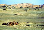 Dromedary Camel, (Camelus dromedarius), Camelini, Sand Dunes, Desert, hills, Merzouga, Morocco, AMLV01P07_14