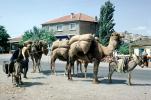 Camel and  a Mule, Donkey, Istanbul, Turkey, AMLV01P10_10