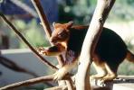 Goodfellow's Tree-kangaroo, (Dendrolagus goodfellowi), Herbivore, AMMV01P03_02