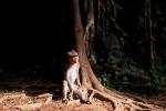 Rhesus Macaque, (Macaca mulatta), Monkey Forest, Bali, Indonesia, AMPV01P01_18.4101