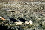 Prairie Dogs, AMRV01P11_03