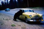 Feeding the Bear, Dangerous Behavior, Cars, Oldsmobile, 1950s, AMUV01P13_07