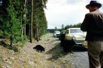 Bear, Forest Ranger, Studebaker Commander, Sedan, Cars, automobile, vehicles, 1956, 1950s, AMUV01P14_06