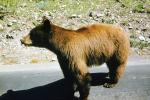 Brown Bear, (Ursus arctos horribilis), AMUV01P14_16