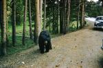 Black Bear (Ursus americanus), AMUV01P14_18