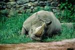 A Rhinoceros at Rest, Horn, AMYV01P04_08