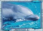 Dolphin, AOCV01P01_17C
