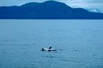 Killer whale, Orca, Prince Wlliam Sound, Alaska, AOCV01P03_03.4101