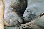 Snoozing Weddell Seal (Leptonychotes weddellii), AOSV01P03_09.4101