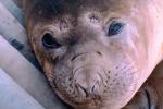 Weddell Seal face, eyes, (Leptonychotes weddellii), AOSV01P03_10.4101