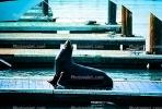 Pier-39, sea lion, Harbor Seals, docks, AOSV01P05_01