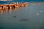 Harbor Seals, docks, AOSV01P05_03.4101