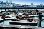 Pier-39, sea lion, Harbor Seals, docks, AOSV01P05_05