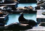 Pier-39, sea lion, Harbor Seals, docks, AOSV01P05_08