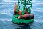 Seals basking on a Navigation Buoy, AOSV01P06_01.4101