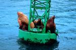 Seals basking on a Navigation Buoy in Alaska, AOSV01P06_02.4101