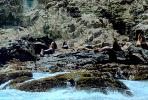 Harbor Seal Colony, cliffs, shore, shoreline, Farallon Islands, Claifornia, AOSV01P10_08.0934