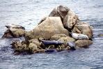 Seals Basking, Rock, Island, AOSV01P11_01