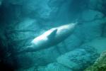 Seal Underwater, AOSV02P02_16