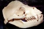 Sealion Skull, Bone, AOSV02P03_10