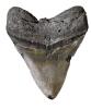 extinct shark tooth, Carcharodon megalodon, 15 million years ago, Kern County, APAV01P01_12