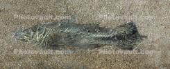 Coelacanth, Diplurus newarki, 220 million years ago, New Jersey, APAV01P02_19