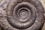 Ammonite, Ammonoid, extinct mollusks with chambered external shells that are distantly related to living Nautilus, APCV01P01_03B