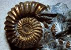 Ammonite, Ammonoid, extinct mollusks with chambered external shells that are distantly related to living Nautilus, APCV01P02_13