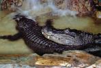 American Alligator, (Alligator mississippiensis), Crocodylia, Alligatoridae, ARAV01P01_02