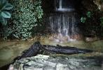 American Alligator, (Alligator mississippiensis), Crocodylia, Alligatoridae, ARAV01P01_05