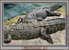 American Alligator, (Alligator mississippiensis), Crocodylia, Alligatoridae, ARAV01P02_09