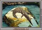 American Alligator, (Alligator mississippiensis), Crocodylia, Alligatoridae, ARAV01P02_11