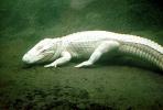 American Alligator, (Alligator mississippiensis), Crocodylia, Alligatoridae, ARAV01P05_01
