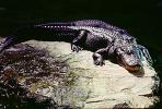 American Alligator, (Alligator mississippiensis), Crocodylia, Alligatoridae, ARAV01P07_02