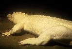 American Alligator, (Alligator mississippiensis), Crocodylia, Alligatoridae, ARAV01P07_18