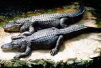 American Alligator, (Alligator mississippiensis), Crocodylia, Alligatoridae, ARAV01P08_04