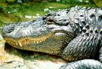 American Alligator, (Alligator mississippiensis), Crocodylia, Alligatoridae, ARAV01P08_05