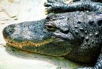 American Alligator, (Alligator mississippiensis), Crocodylia, Alligatoridae, ARAV01P08_06