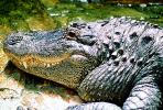 American Alligator, (Alligator mississippiensis), Crocodylia, Alligatoridae, ARAV01P08_09