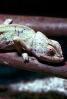 Chameleon, Lacertilia, Iguania, Chamaeleonidae, ARLV01P01_19B