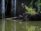 Turtle, Stow Lake, swamp, reflection, wetlands, ARTD01_029