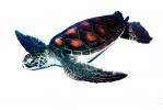 Hawksbill Sea Turtle photo-object, (Eretmochelys imbricata), Cheloniidae, object, cut-out, cutout, ARTV01P02_10F