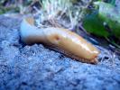 Banana Slug, Sonoma County, California, USA, ATSD01_005